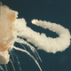 Illustration for article titled Long-Forgotten Photographs Reveal Challenger Disaster As It Happened